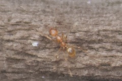 Pheidole hyatti