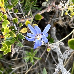 Perezia recurvata