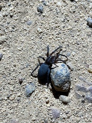Gnaphosidae