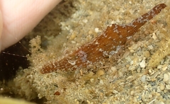 Leander tenuicornis