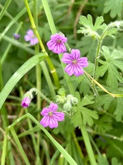 Geranium sessiliflorum