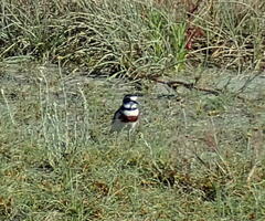 Charadrius bicinctus