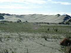 Charadrius bicinctus