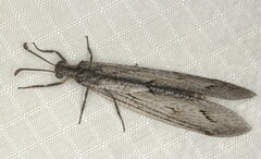 Neuroleon chloranthe