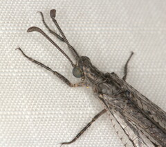 Neuroleon chloranthe
