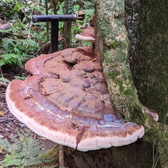 Ganoderma australe