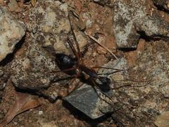 Camponotus etiolipes
