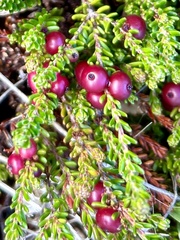 Empetrum rubrum