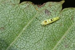 Limassolla multipunctata