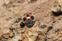 Platynaspidius maculosa