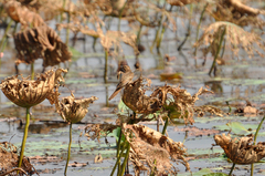 Cacomantis merulinus