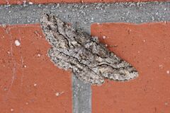 Megabiston plumosaria