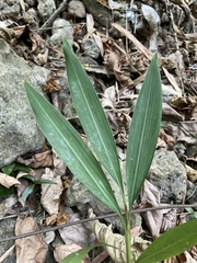Alpinia zerumbet