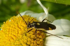 Capsodes sulcatus