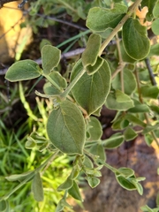 Vangueria parvifolia