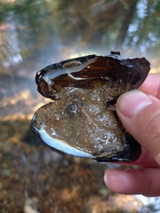 Amarinus lacustris