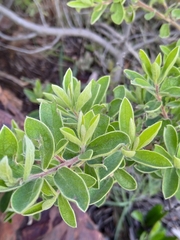 Vangueria parvifolia