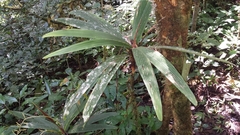Dypsis