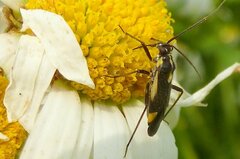 Capsodes sulcatus