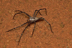 Euprosthenops