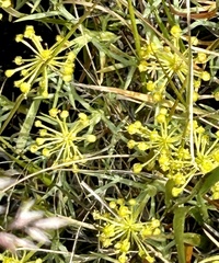 Azorella prolifera