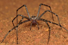 Euprosthenops