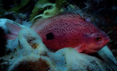 Caesioperca lepidoptera