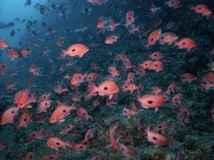 Caesioperca lepidoptera