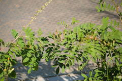 Indigofera suffruticosa