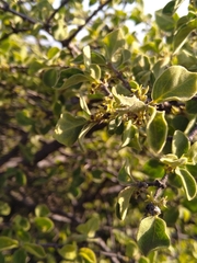 Vangueria parvifolia