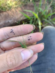 Eragrostis amabilis
