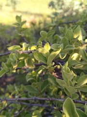 Vangueria parvifolia