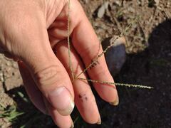 Digitaria violascens