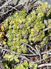 Azorella monantha