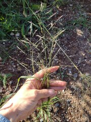 Eragrostis pectinacea