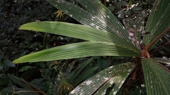 Dypsis