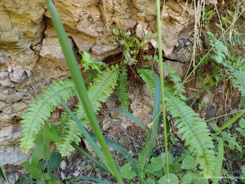 Nephrolepis brownii observed 2022-12-27