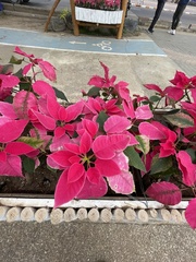 Euphorbia pulcherrima
