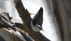Daphoenositta chrysoptera