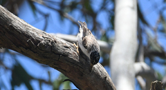 Daphoenositta chrysoptera