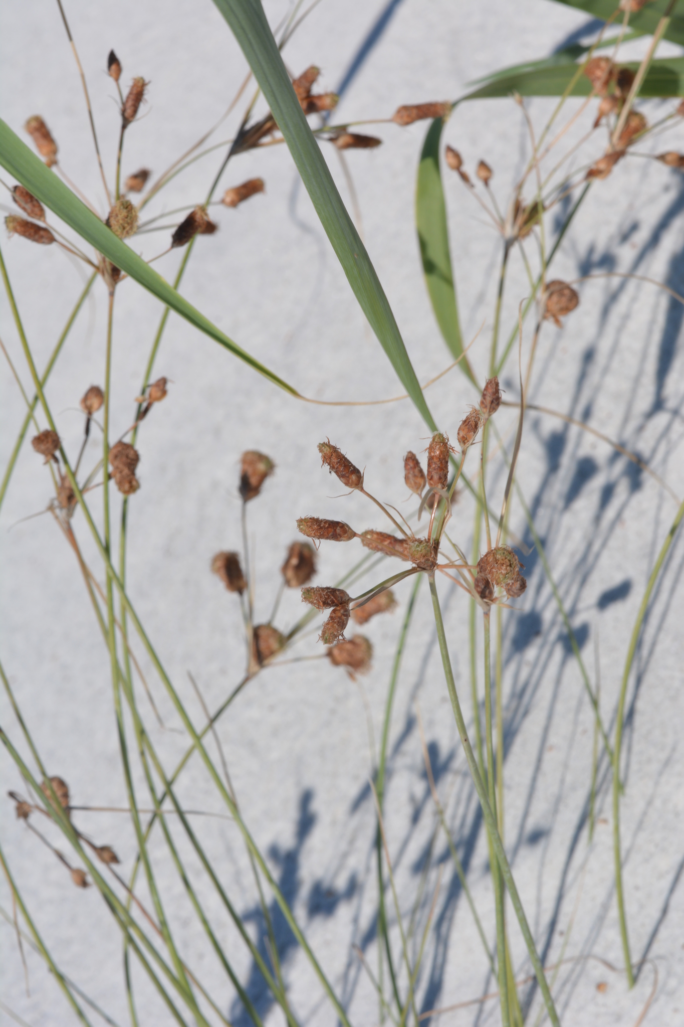 Fimbristylis caroliniana