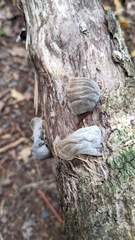 Auricularia cornea