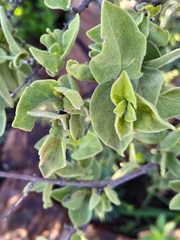Afrocanthium gilfillanii