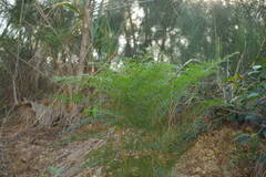 Grevillea robusta