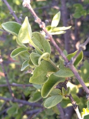 Afrocanthium gilfillanii