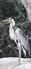 Ardea cinerea