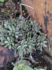 Adromischus umbraticola