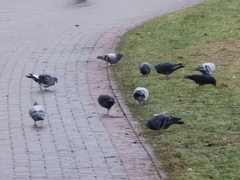 Columba livia domestica