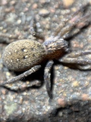 Mituliodon tarantulinus