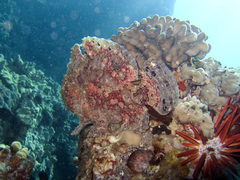 Antennarius commerson